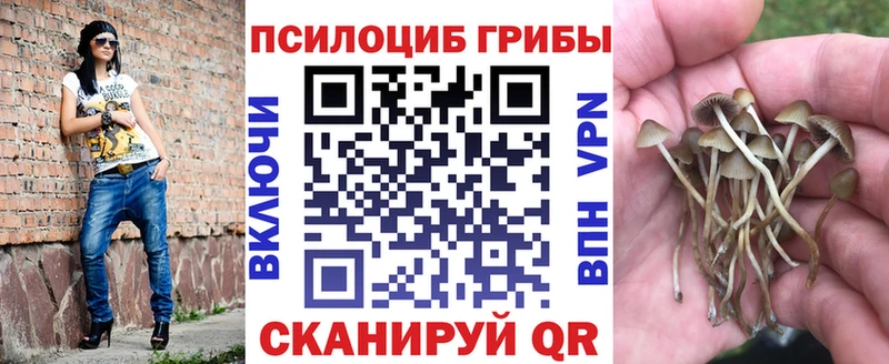 Купить закладки  Чудово  Псилоцибиновые грибы мицелий 